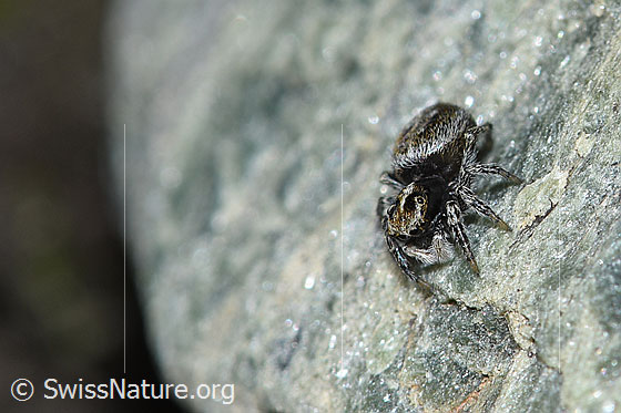 Foto: Wahrscheinlich Attulus longipes (Springspinne). Weibchen. Ansicht von schräg oben.