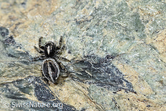 Foto: Wahrscheinlich Attulus longipes (Springspinne) auf Fels. Männchen. Ansicht von oben.