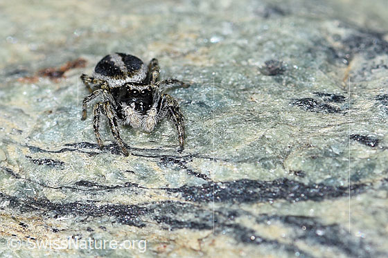 Foto: Wahrscheinlich Attulus longipes (Springspinne) auf Fels. Männchen. Ansicht von vorne.