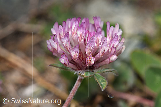 Foto: Schnee-Klee (Trifolium pratense ssp. nivale). Blüte.