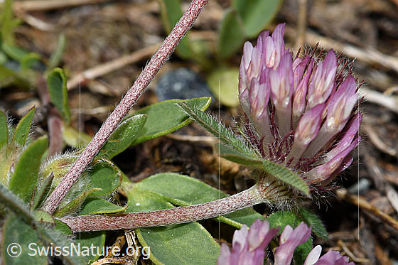 Schnee-Klee (Trifolium pratense ssp. nivale)