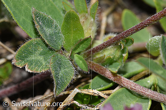 Foto: Schnee-Klee (Trifolium pratense ssp. nivale). Stängel und Blätter.