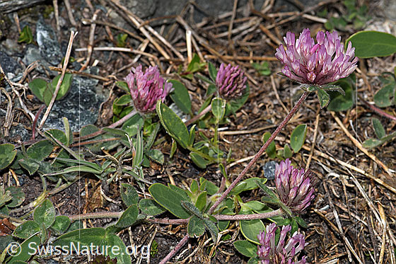 Foto: Schnee-Klee (Trifolium pratense ssp. nivale). Ganze Pflanze (Habitus).