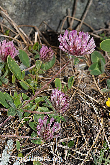 Foto: Schnee-Klee (Trifolium pratense ssp. nivale). Ganze Pflanze (Habitus).