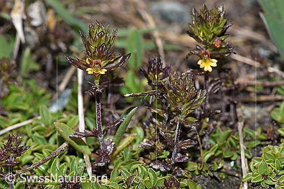 Foto: Zwerg-Augentrost (Euphrasia minima). Ganze Pflanze (Habitus). Ansicht von der Seite.