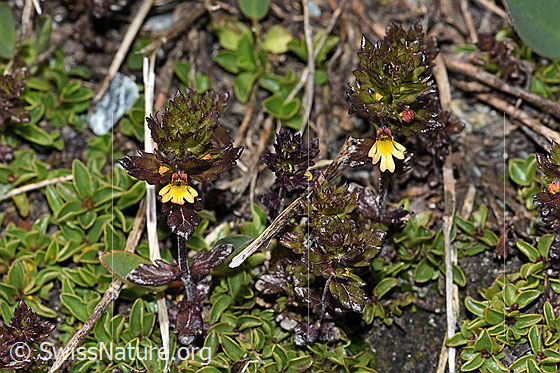 Foto: Zwerg-Augentrost (Euphrasia minima). Ganze Pflanze (Habitus). Ansicht von schräg oben.