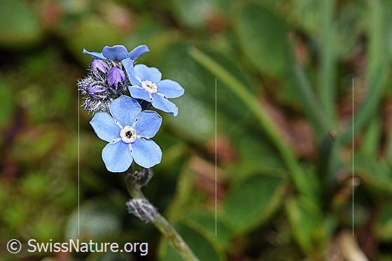 Foto: Alpen-Vergissmeinnicht (Myosotis alpestris). Blüten.