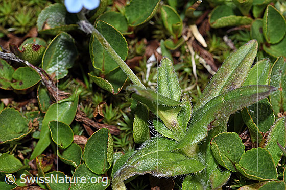 Foto: Alpen-Vergissmeinnicht (Myosotis alpestris). Blätter und Stängel.