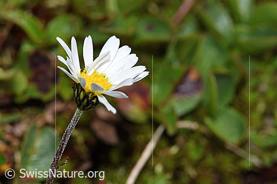 Foto: Gewöhnliche Alpenmargerite (Leucanthemopsis alpina). Blüte. Ansicht von seitlich oben.