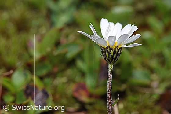 Foto: Gewöhnliche Alpenmargerite (Leucanthemopsis alpina). Blüte. Ansicht von der Seite.
