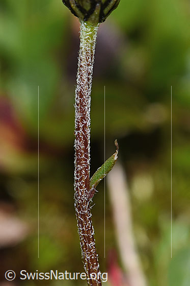 Foto: Gewöhnliche Alpenmargerite (Leucanthemopsis alpina). Stängel.
