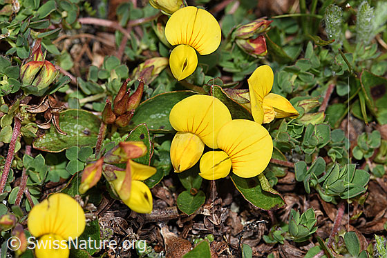Photo: Lotus alpinus. Blossoms.