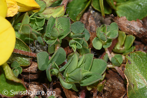 Photo: Lotus alpinus. Stem and leaves.