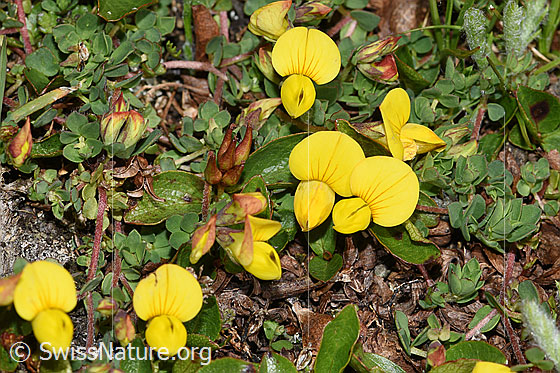 Foto: Alpen-Hornklee (Lotus alpinus). Ganze Pflanze (Habitus).