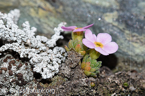 Foto: Alpen-Mannsschild (Androsace alpina). Ganze Pflanze (Habitus). Ansicht von der Seite.