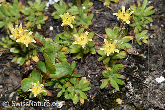 Foto: Séguiers Steinbrech (Saxifraga seguieri). Blüten.