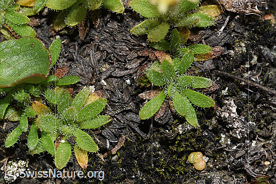 Photo: Saxifraga seguieri. Leaves.