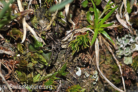 Photo: Probably Mitopus morio. View from above.