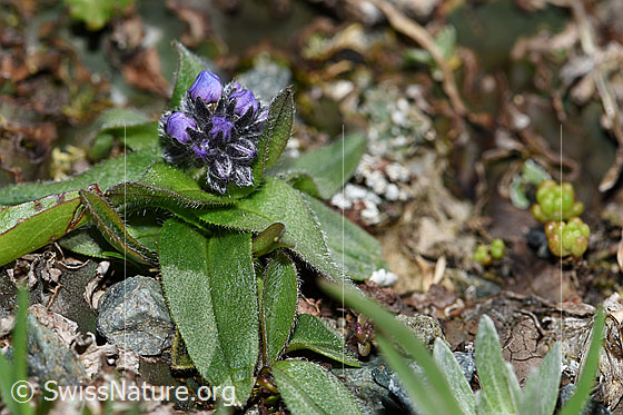 Foto: Alpen-Vergissmeinnicht (Myosotis alpestris). Ganze Pflanze (Habitus).