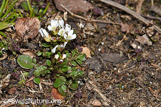Foto: Kurzstängelige Gämskresse (Pritzelago alpina ssp. brevicaulis). Ganze Pflanze (Habitus).