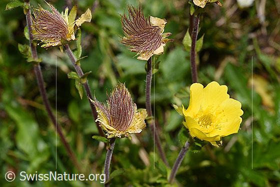 Foto: Kriechende Berg-Nelkenwurz (Geum reptans). Blüten, blühend und verblüht.