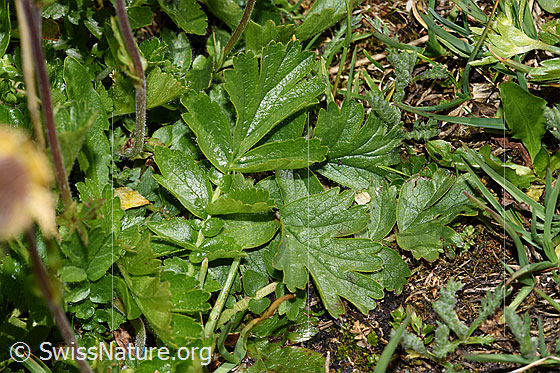 Foto: Kriechende Berg-Nelkenwurz (Geum reptans). Blätter.