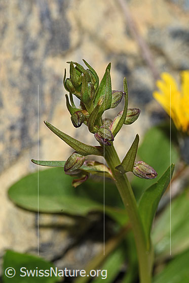 Photo: Coeloglossum viride. Inflorescence.