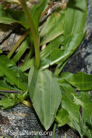 Photo: Coeloglossum viride. Stem and leaf.