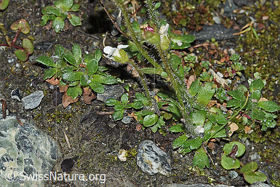 Photo: Saxifraga androsacea. Stem and leaves.