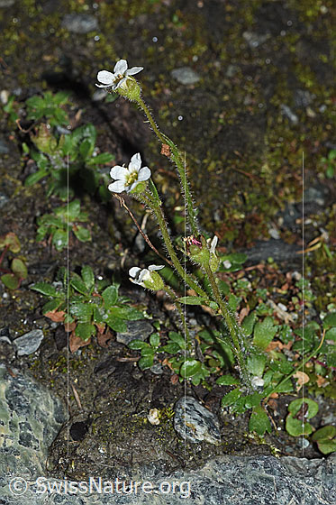Photo: Saxifraga androsacea. Whole plant (habiti).