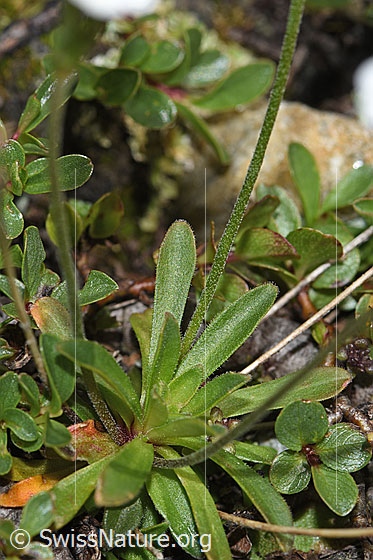 Foto: Stumpfblättriger Mannsschild (Androsace obtusifolia). Blätter und Stängel.