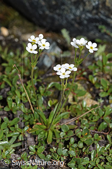 Stumpfblättriger Mannsschild (Androsace obtusifolia)