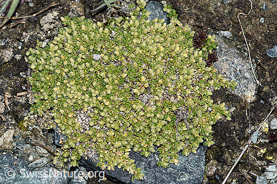 Foto: Alpen-Bruchkraut (Herniaria alpina). Ganze Pflanze (Habitus).