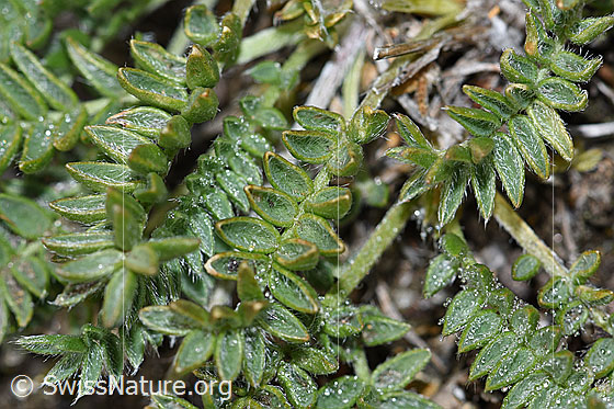 Photo: Oxytropis campestris. Leaves.