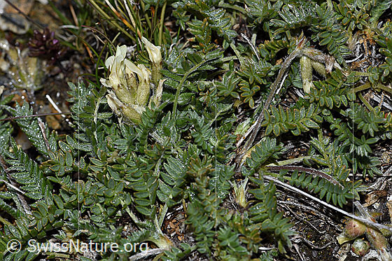 Foto: Alpen-Spitzkiel (Oxytropis campestris). Ganze Pflanze (Habitus).