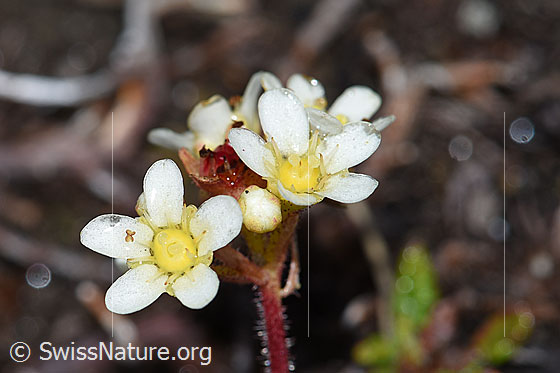 Foto: Wahrscheinlich Trauben-Steinbrech (Saxifraga paniculata). Blüten.