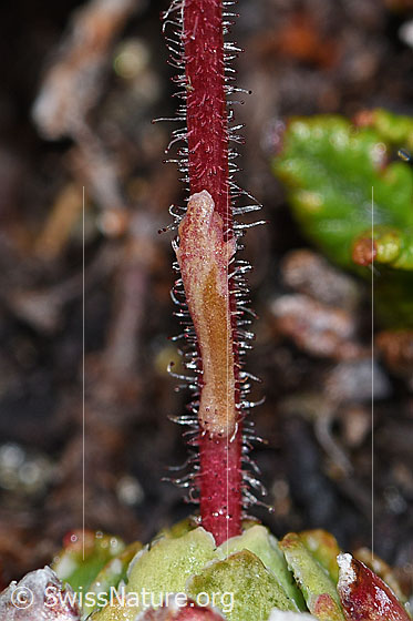 Photo: Probably Saxifraga paniculata. Stem with leaf.