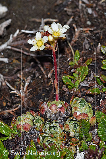 Foto: Wahrscheinlich Trauben-Steinbrech (Saxifraga paniculata). Ganze Pflanze (Habitus). Höhe: nur 3cm.