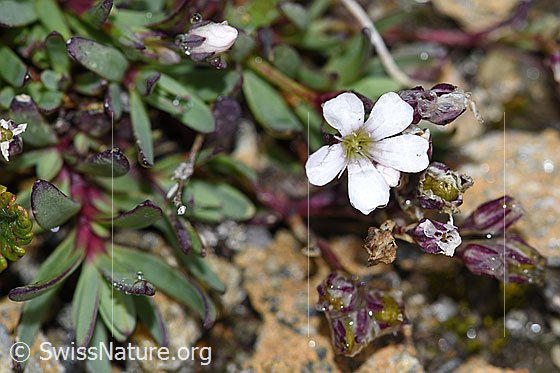 Foto: Wahrscheinlich Kriechendes Gipskraut (Gypsophila repens). Blüte und Blätter.