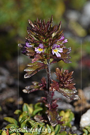 Foto: Zwerg-Augentrost (Euphrasia minima). Ganze Pflanze (Habitus). Höhe: 3.5cm.