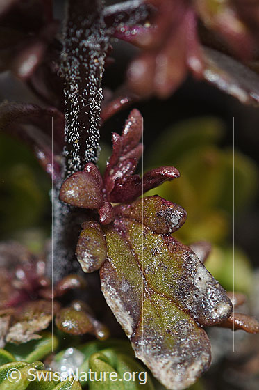 Foto: Zwerg-Augentrost (Euphrasia minima). Stängel und Blatt.