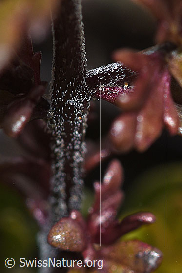 Foto: Zwerg-Augentrost (Euphrasia minima). Stängel.
