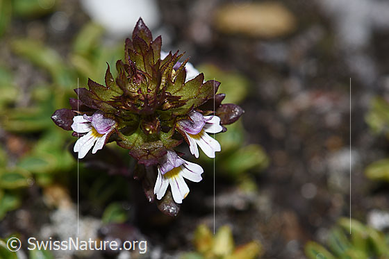 Zwerg-Augentrost (Euphrasia minima)