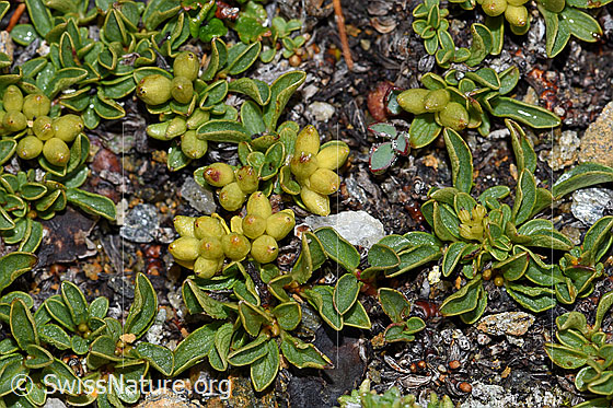 Quendelblättrige Weide (Salix serpillifolia)