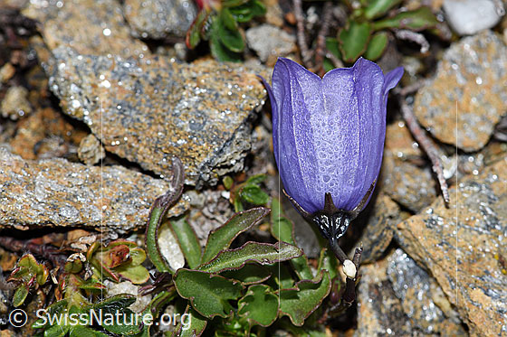Foto: Niedliche Glockenblume (Campanula cochleariifolia). Blüte. Ansicht von oben.