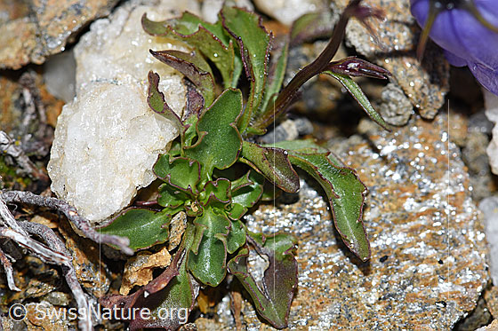 Foto: Niedliche Glockenblume (Campanula cochleariifolia). Blätter und Stängel.