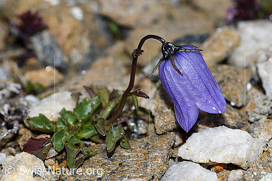 Foto: Niedliche Glockenblume (Campanula cochleariifolia). Ganze Pflanze. Ansicht von der Seite. Höhe: 3cm
