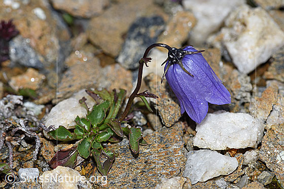Foto: Niedliche Glockenblume (Campanula cochleariifolia). Ganze Pflanze. Ansicht von der Seite. Höhe: 3cm.