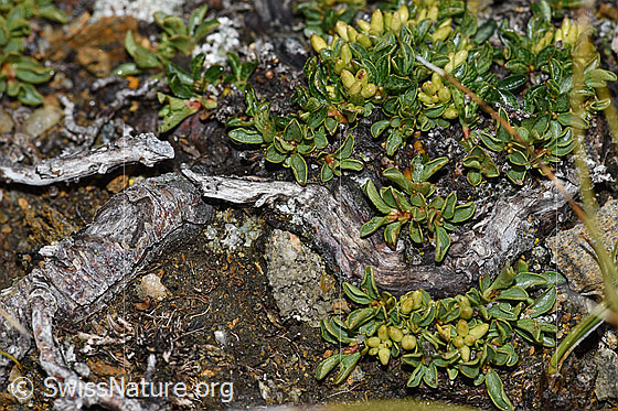 Photo: Probably Salix serpillifolia. Fruits, leaves and roots.