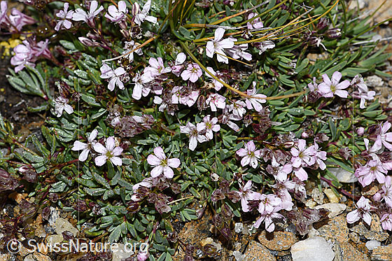 Foto: Wahrscheinlich Kriechendes Gipskraut (Gypsophila repens). Ganze Pflanze (Habitus)